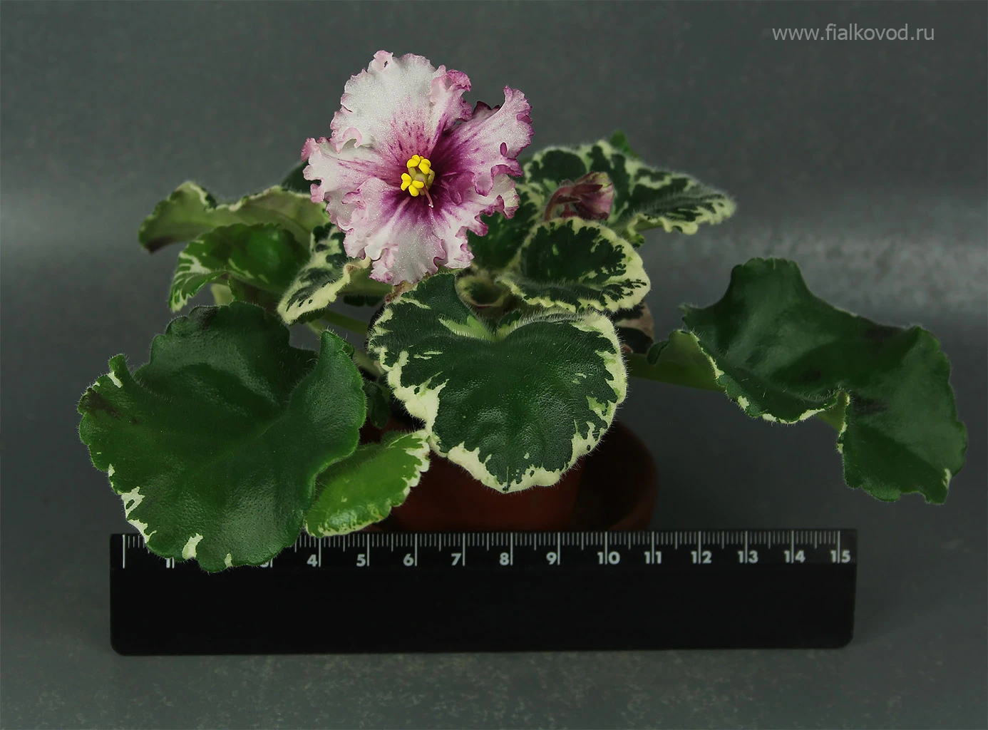 АВ-764-55, сеянец