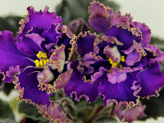 photo_nor for АВ-Настоящий Полковник (777-190)