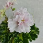 photo_nor for ВаТ-Квилтинг