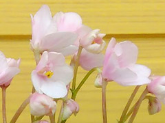 photo_nor for Joy's Pink Halo