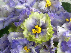 photo_nor for ЕК-Лимонный Коктейль