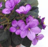 photo_nor for Jolly Lilac 