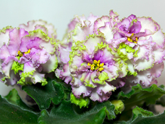 photo_nor for АВ-Кружевная Сирень (754-29)