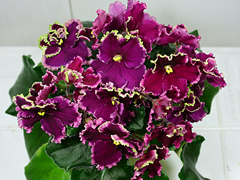 photo_nor for Огненные Мотыльки