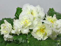 photo_nor for ЛЕ-Блонди