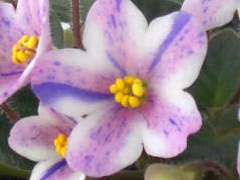 photo_nor for Rob's Fe Fi