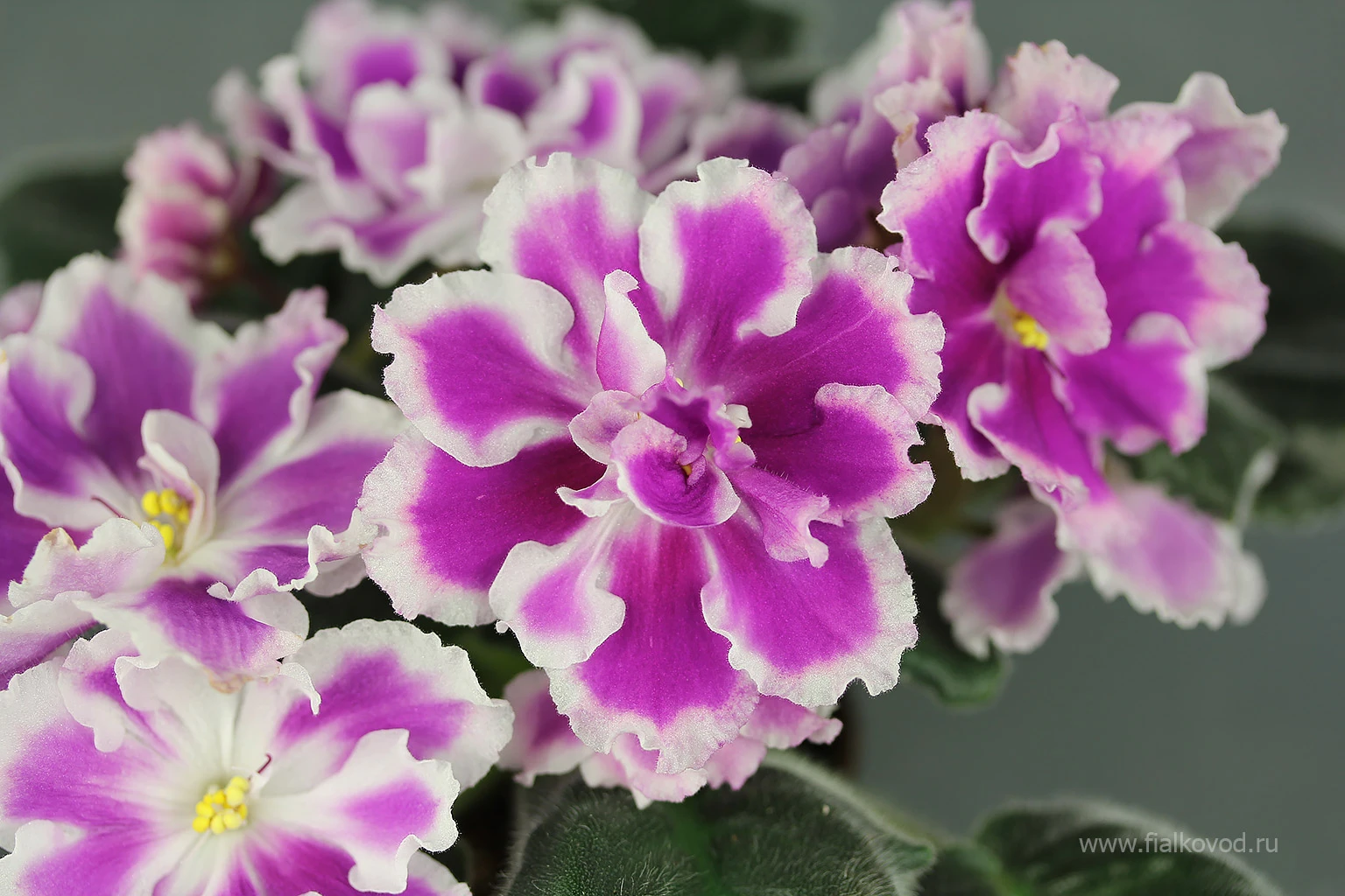 АВ-Фурор (771-180)