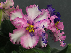 photo_nor for АВ-789-11, сеянец