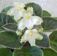 photo_nor for ЛЕ- Японская Жимолость
