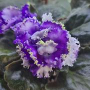 photo_nor for НК-Французский Бульвар