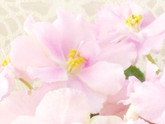 photo_nor for РС-Люсия