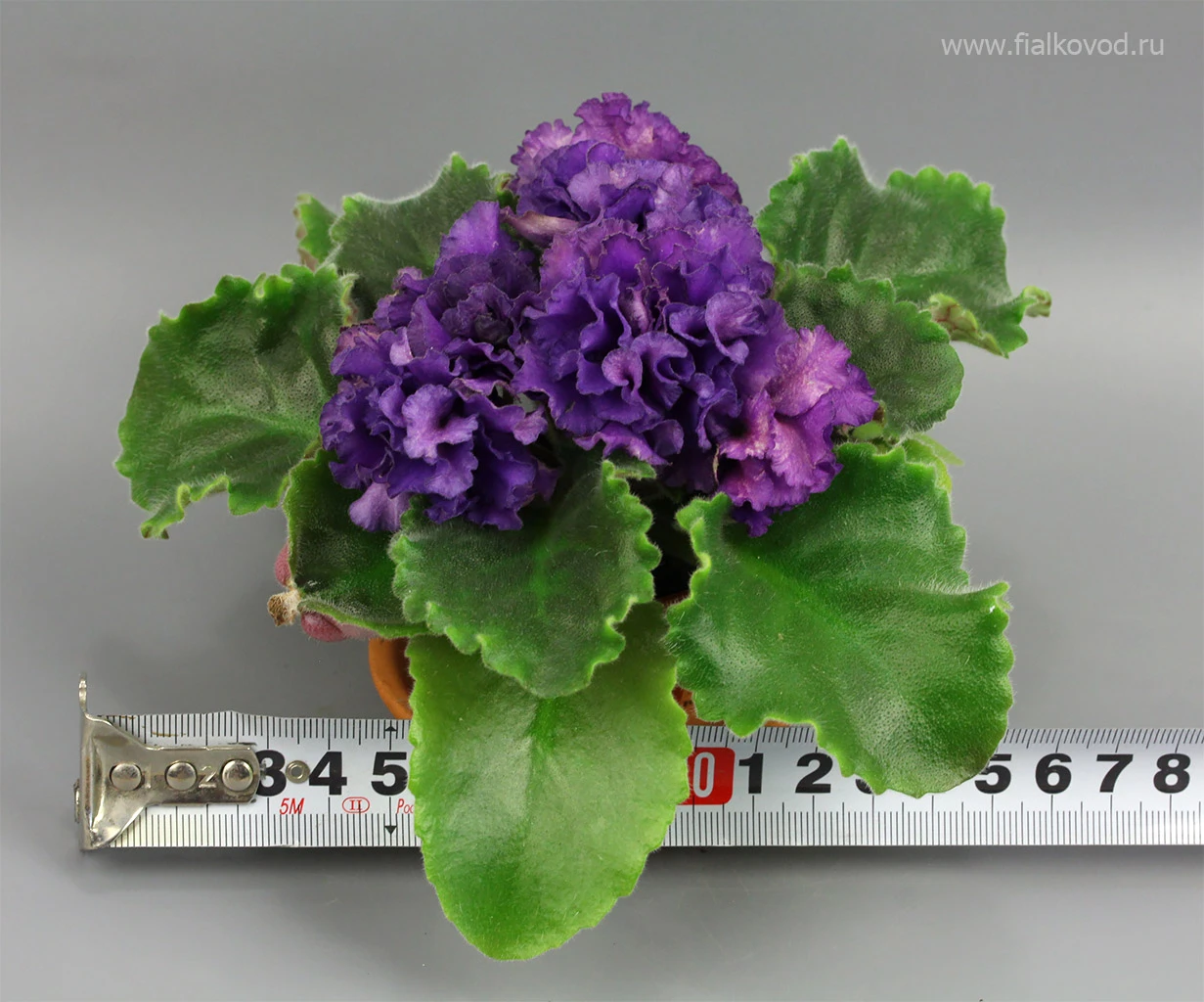 АВ-845-36, сеянец