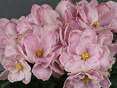 photo_nor for АВ-Цветущий Миндаль (777-114)