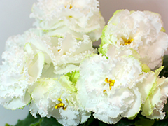 photo_nor for АВ-Сахарная Вата