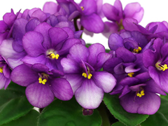 photo_nor for Ф-Мини-бикини (835-18)