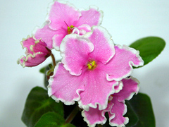 photo_nor for Pink Summit