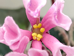 photo_nor for С-22-416, сеянец