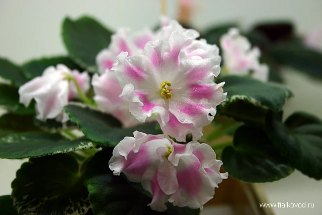 Pink Sensation
