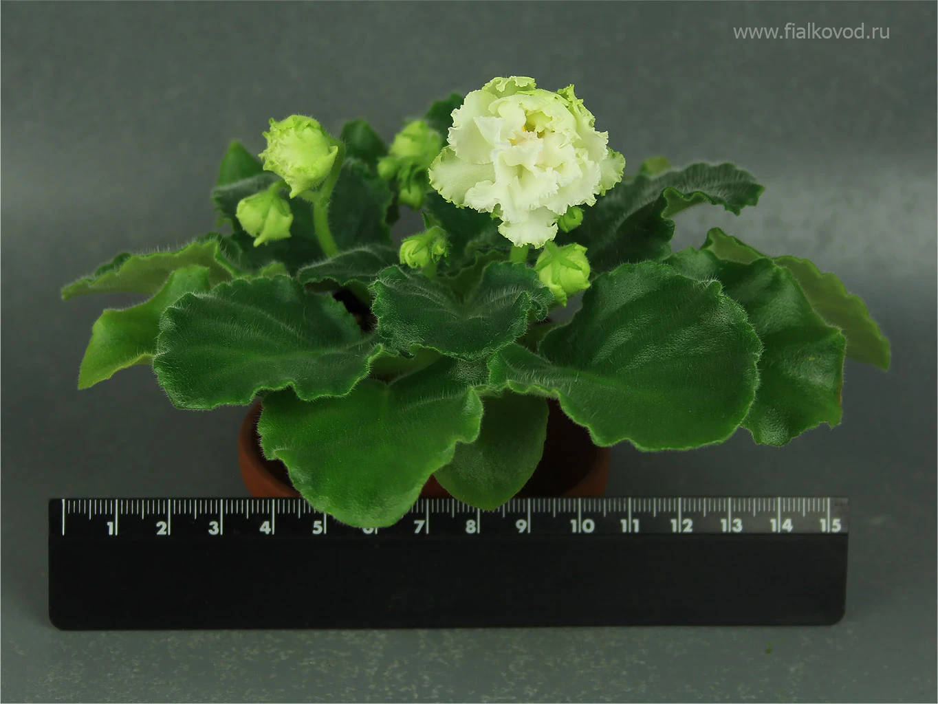 АВ-793-45, сеянец