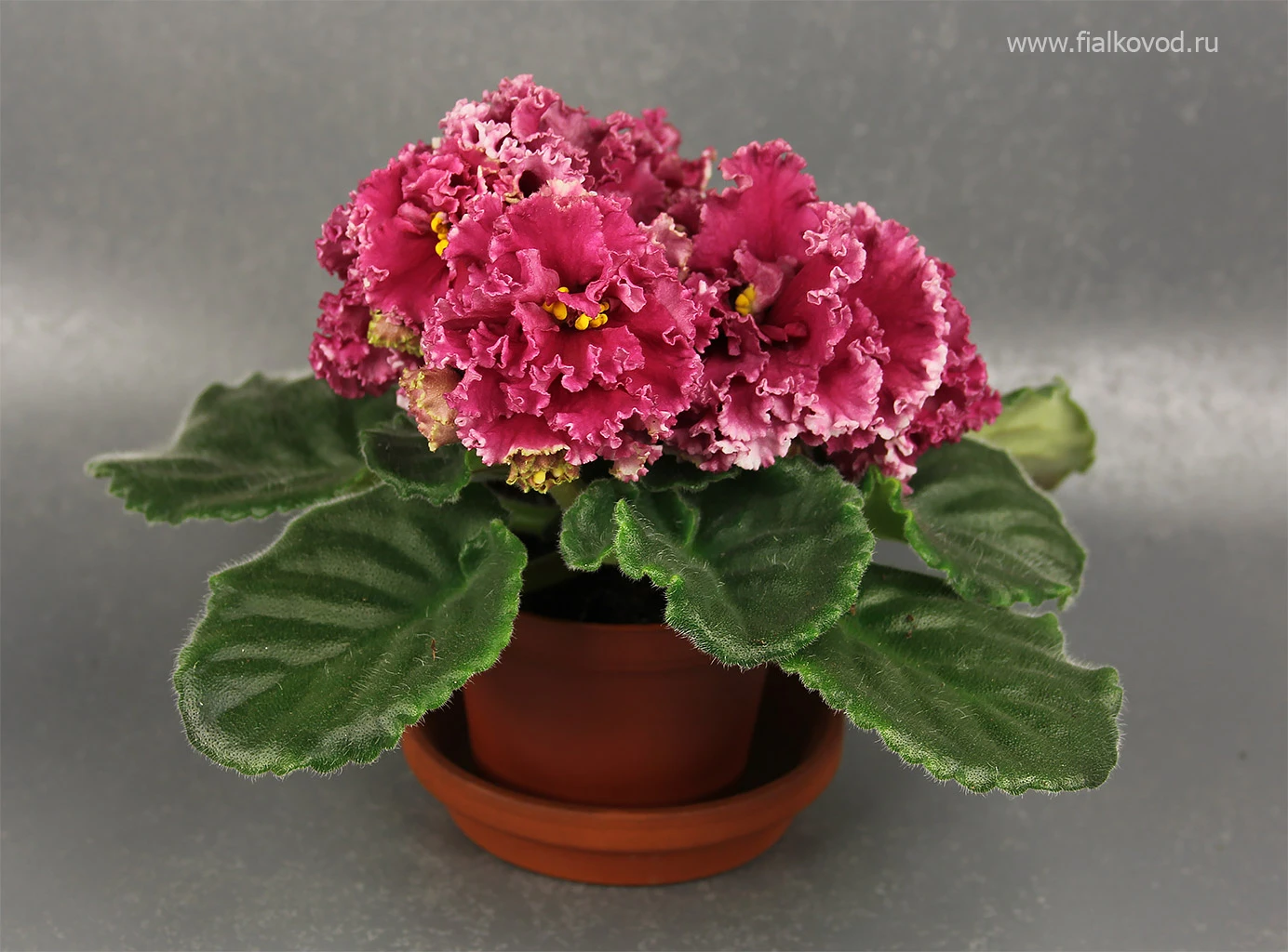 carnation-red.jpg