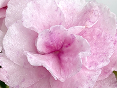 photo_nor for С-Танцы на Снегу (23-95)