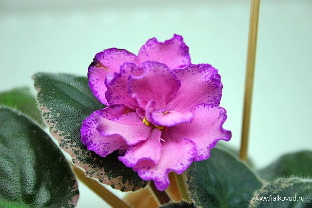 Buckeye Colossal 