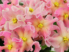 photo_nor for АВ-Фанта (848-15)