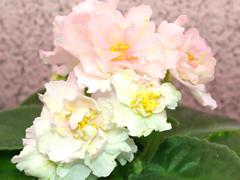 photo_nor for ЛЕ-Золотая Лилия