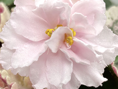 photo_nor for С-22-404, сеянец