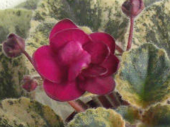 photo_nor for Celina Red Jewel