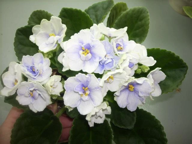 spa50207 bsmalle.jpg