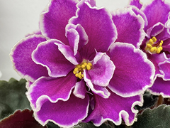 photo_nor for С-Тропический Закат (21-273)