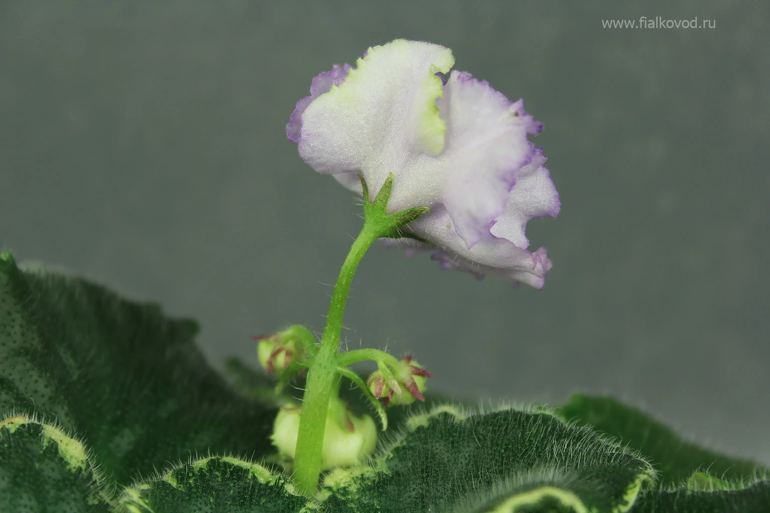 АВ-793-45, сеянец