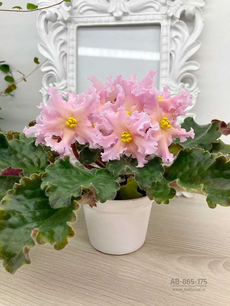 АВ-865-175, сеянец