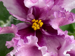 photo_nor for С-22-544, сеянец