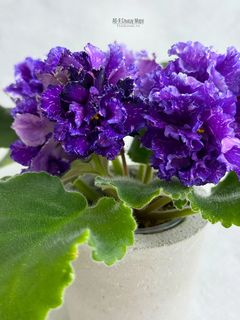 ав-я-слышу-море-(24).jpg