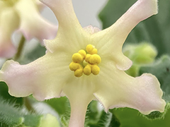 photo_nor for С-Солнечная Мельничка (22-174)