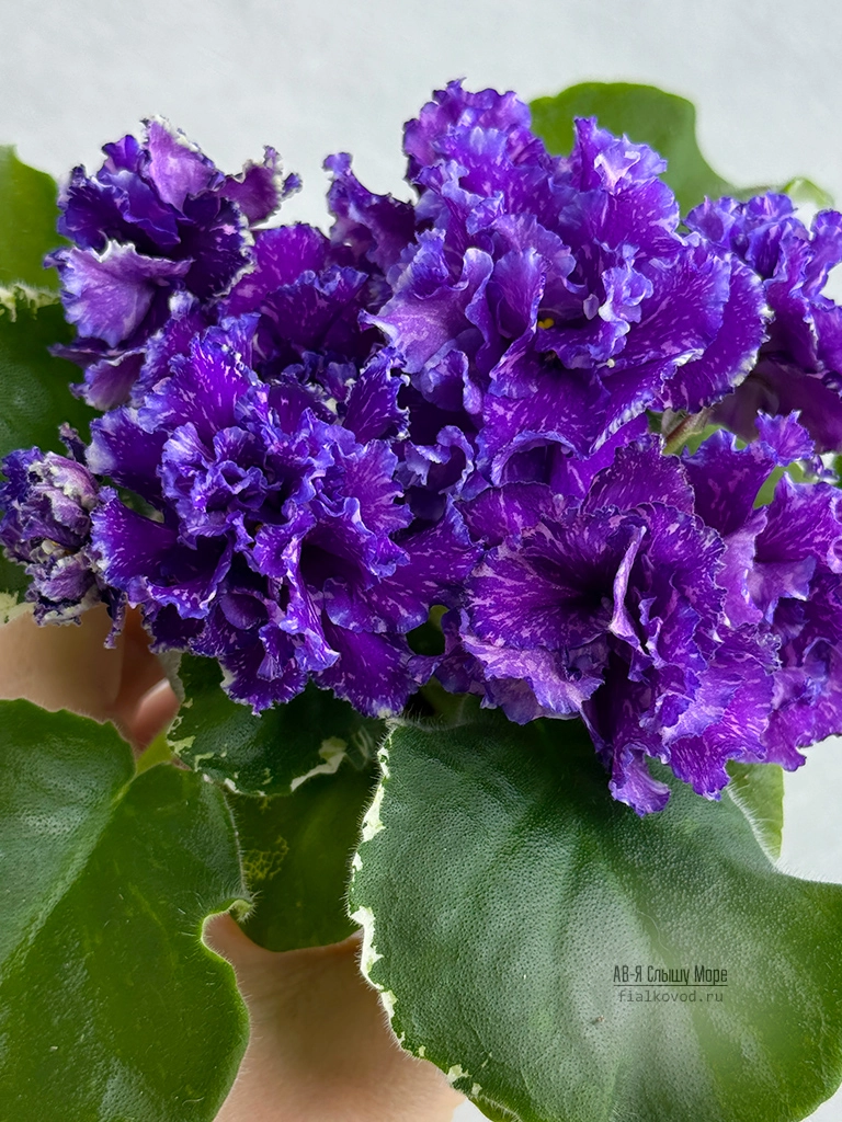 ав-я-слышу-море-(18).jpg