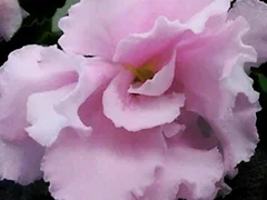 photo_nor for Део-Королева Елизавета