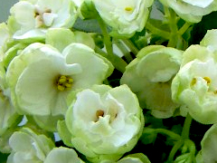 photo_nor for ЛЕ-Пышечка