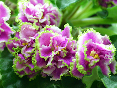 photo_nor for Лесная Магия