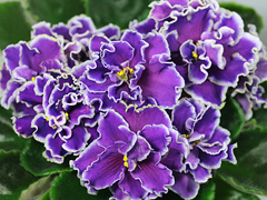 photo_nor for ЛЕ-Фанданго