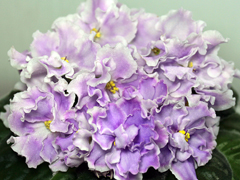 photo_nor for РС-Холодная Сирень
