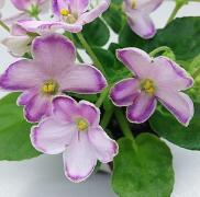 photo_nor for ЛЕ-Фарфоровая Статуэтка 
