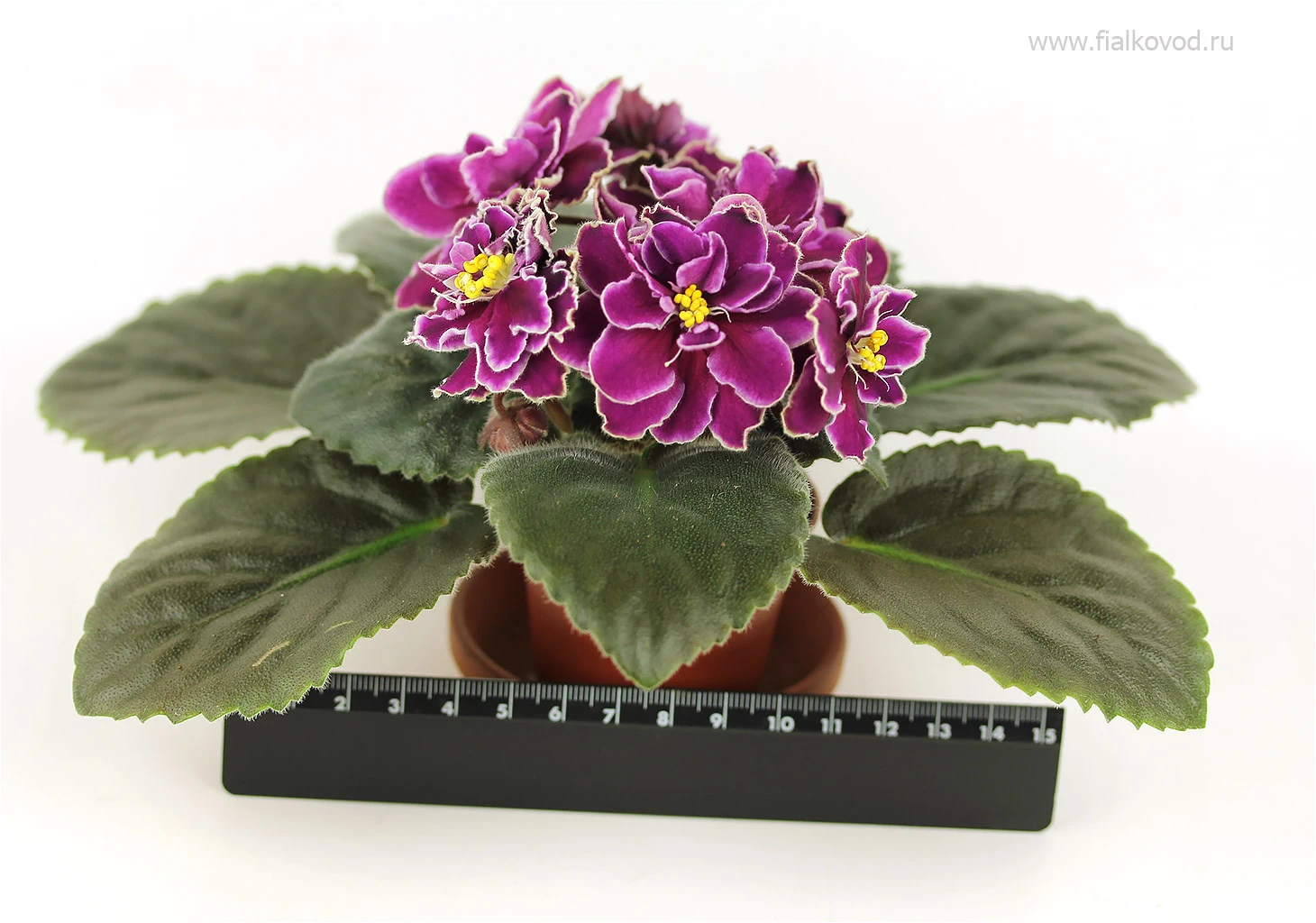 АВ-Кофе с Коньяком (809-64)