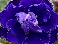 photo_nor for С-Ночная Фея (22-191)