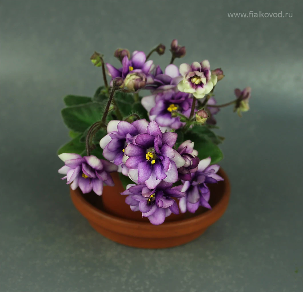 АВ-Ежик в Тумане (802-1)