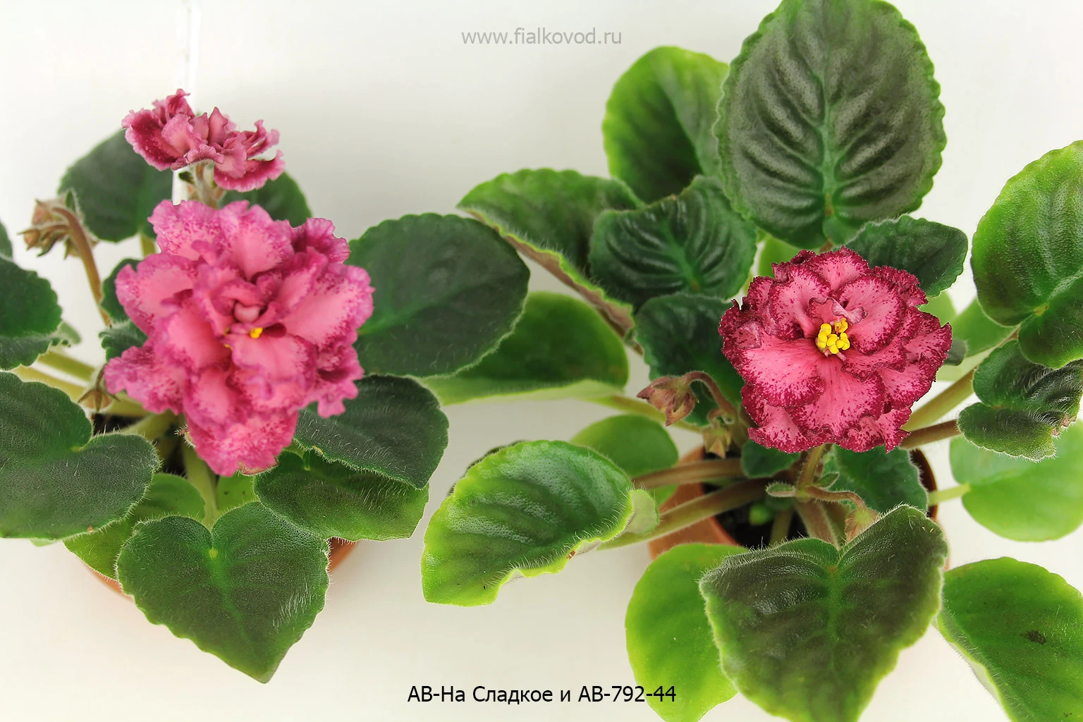 АВ-792-44, сеянец