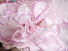 photo_nor for АВ-Ветер в Лепестках (869-58)