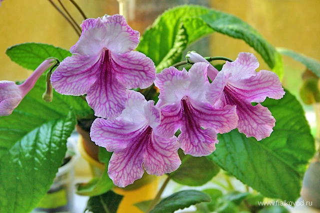 Orchid Lace